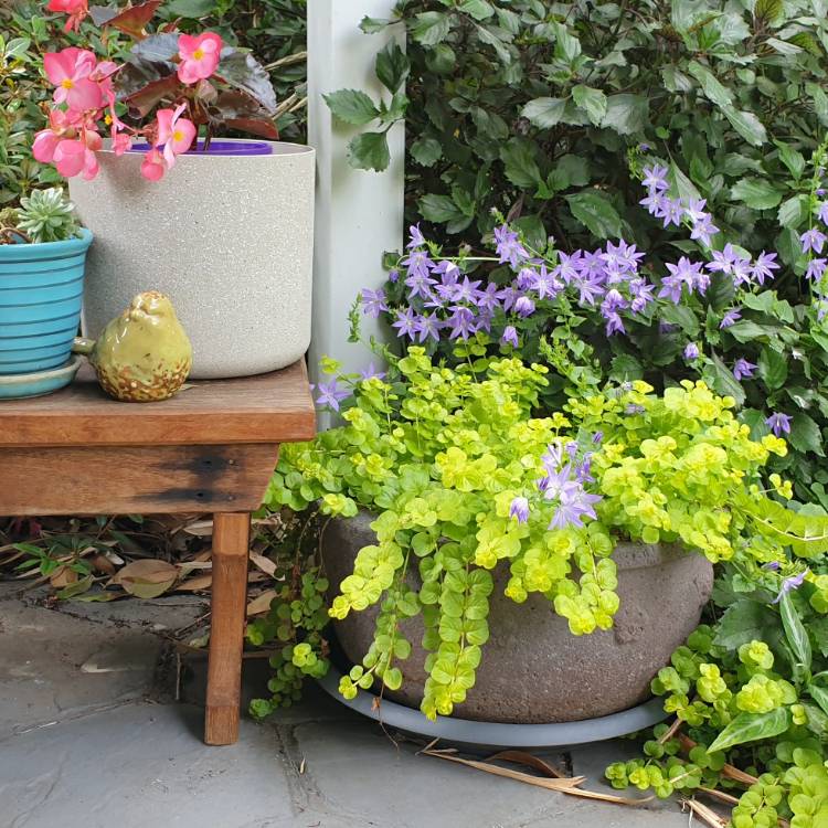 plant image 1405204