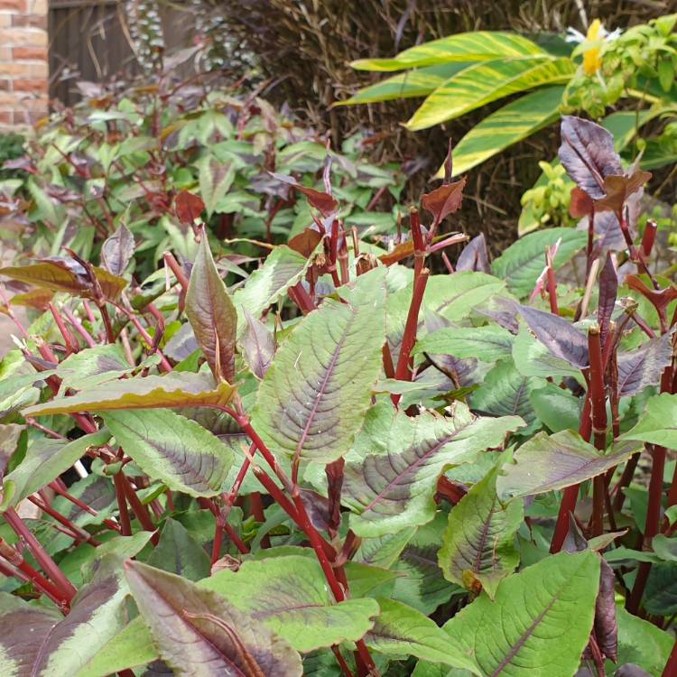 plant image 1406456 plant image 1406456