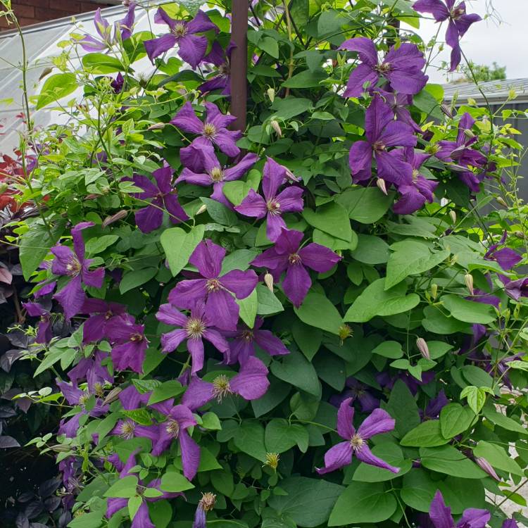 plant image 1408773 plant image 1408773