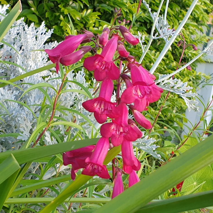 Plant image Penstemon 'Andenken an Friedrich Hahn' syn. Penstemon 'Garnet'