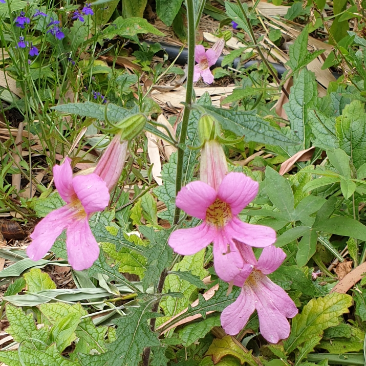plant image 1422268 plant image 1422268