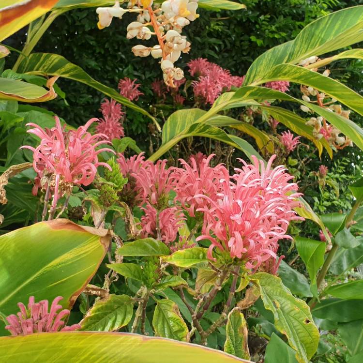 plant image 1425234 plant image 1425234