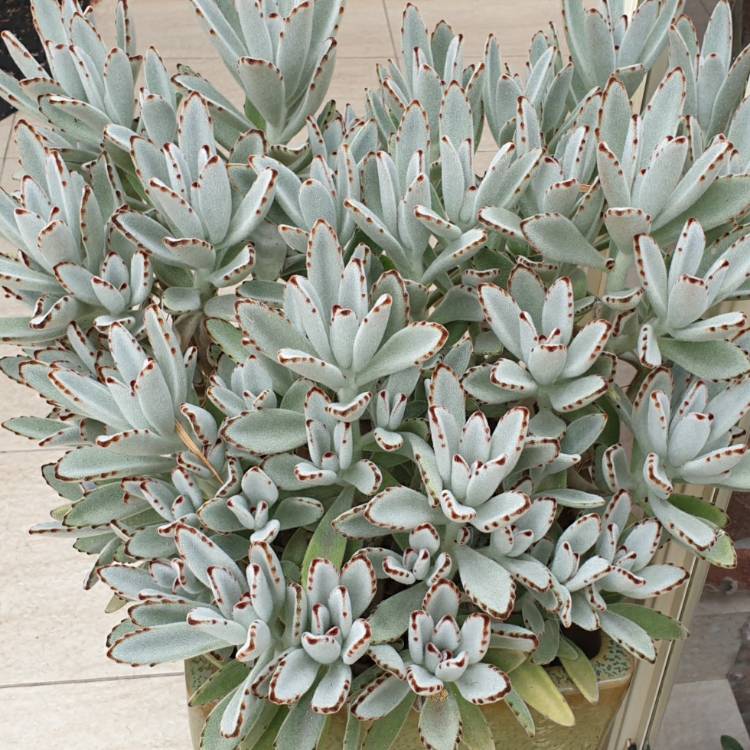 plant image 1425538 plant image 1425538