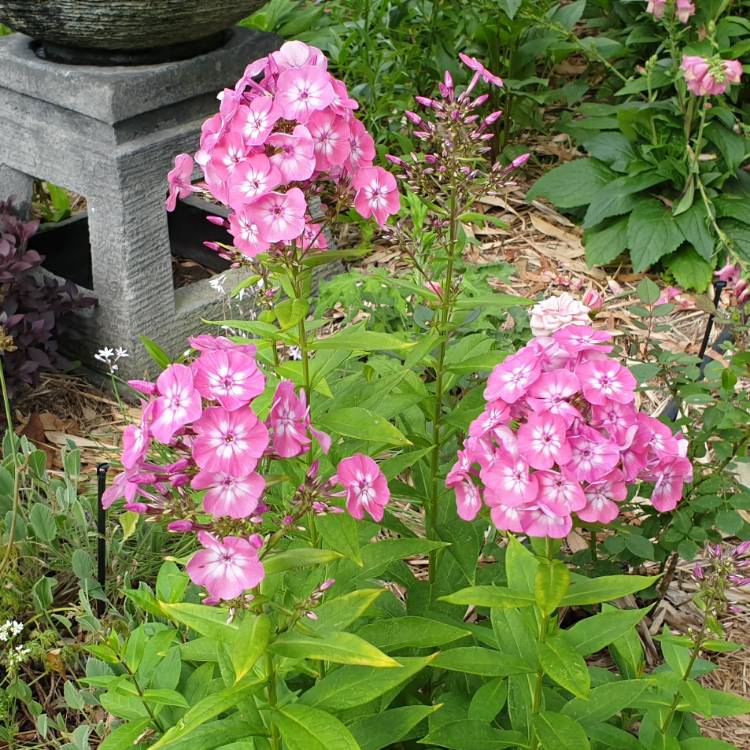 plant image 1427179 plant image 1427179
