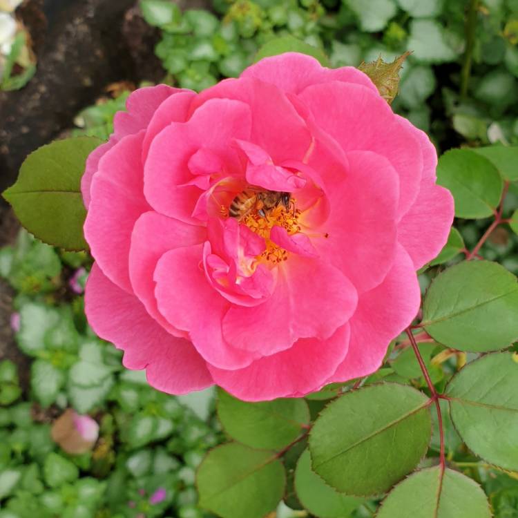 plant image 1427182