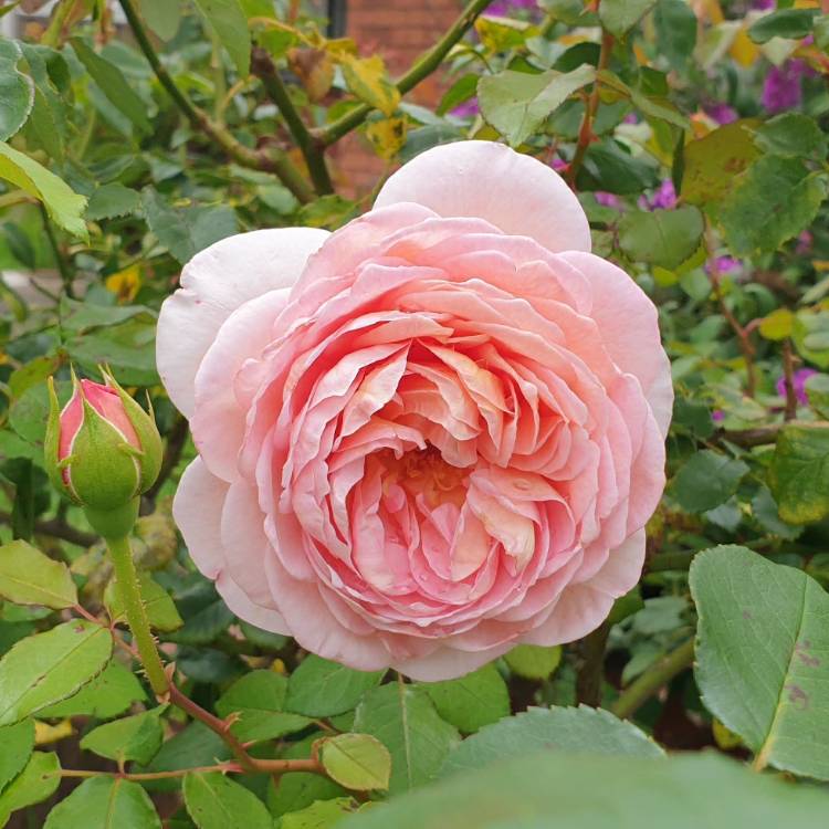 plant image 1431173