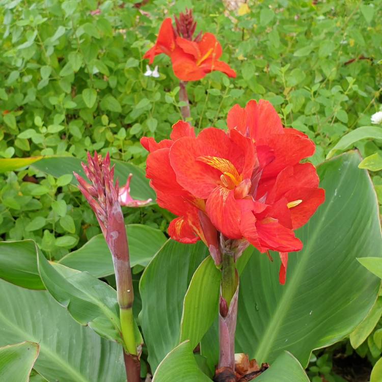 plant image 1437407 plant image 1437407
