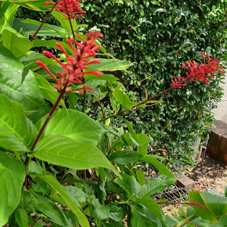 plant image 1437409 plant image 1437409
