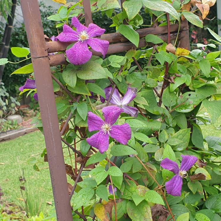plant image 1438343 plant image 1438343