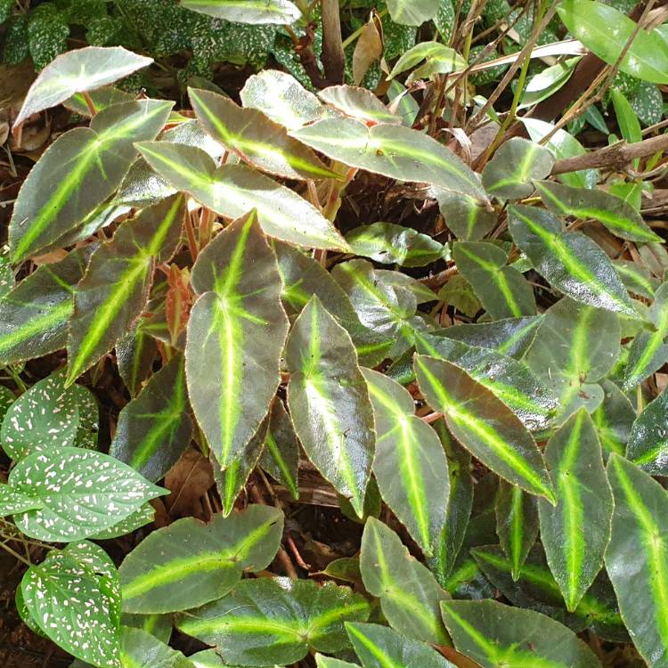 plant image 1443548 plant image 1443548