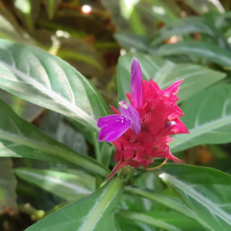 plant image 1447119 plant image 1447119