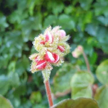 Begonia Scharfii