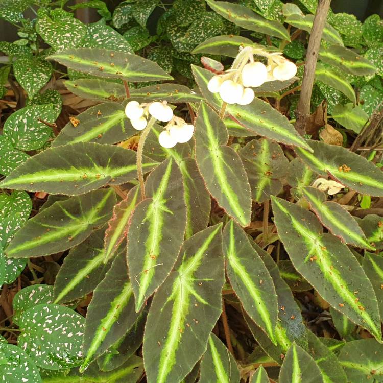 plant image 1458467 plant image 1458467