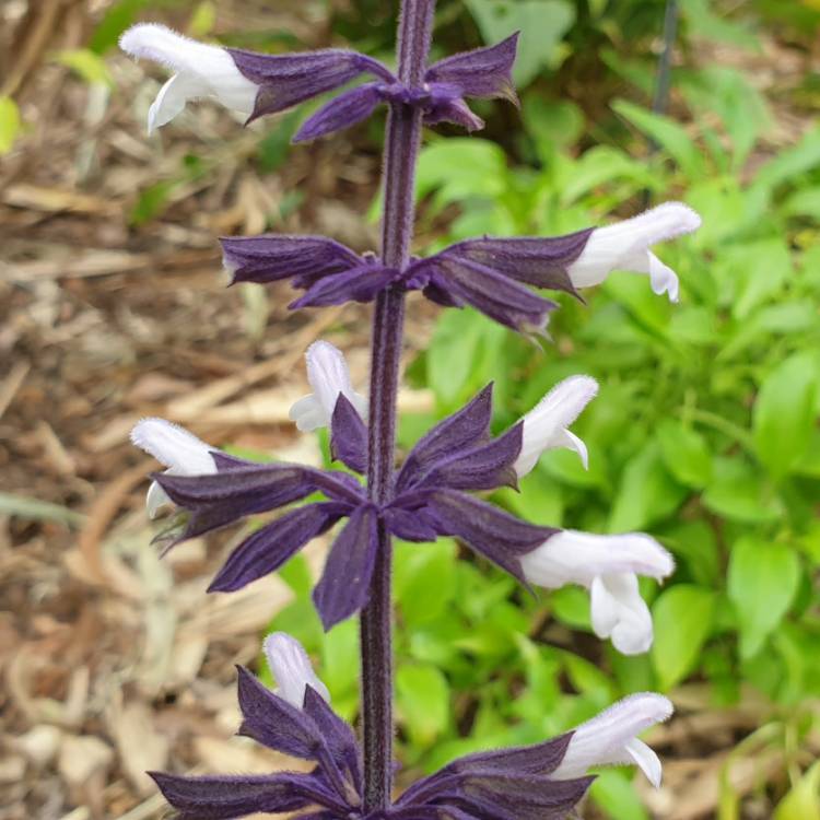 Plant image Salvia 'Megan's Magic'