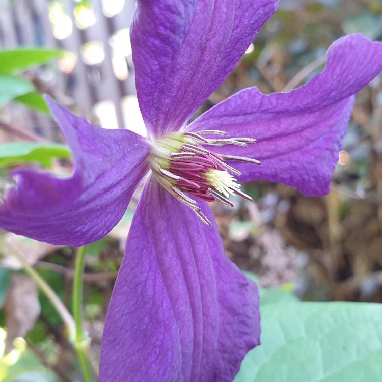 Plant image Clematis viticella 'Polish Spirit'