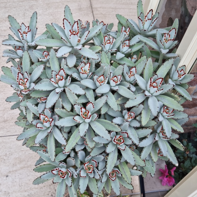 plant image 1508082 plant image 1508082