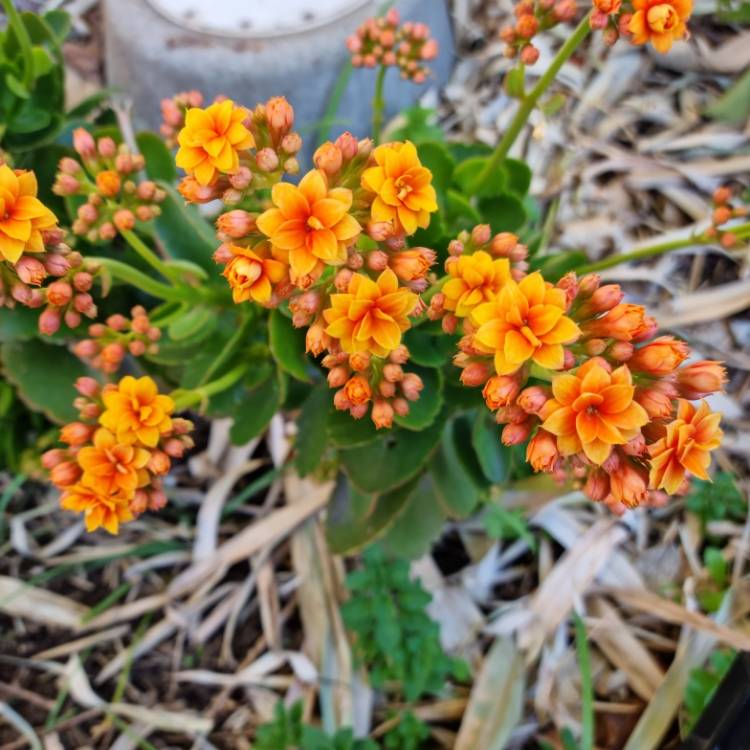 Plant image Kalanchoe blossfeldiana 'orange'