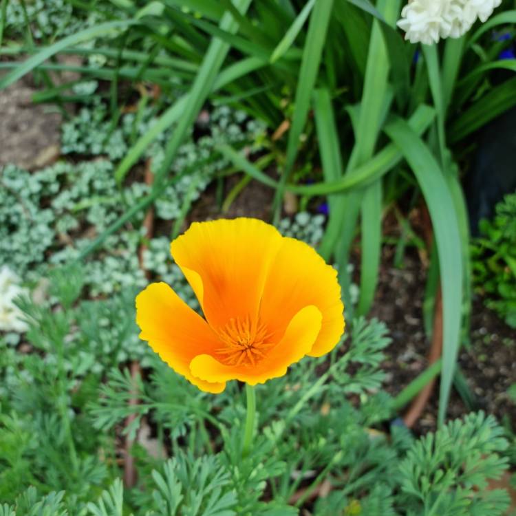 plant image 1520473