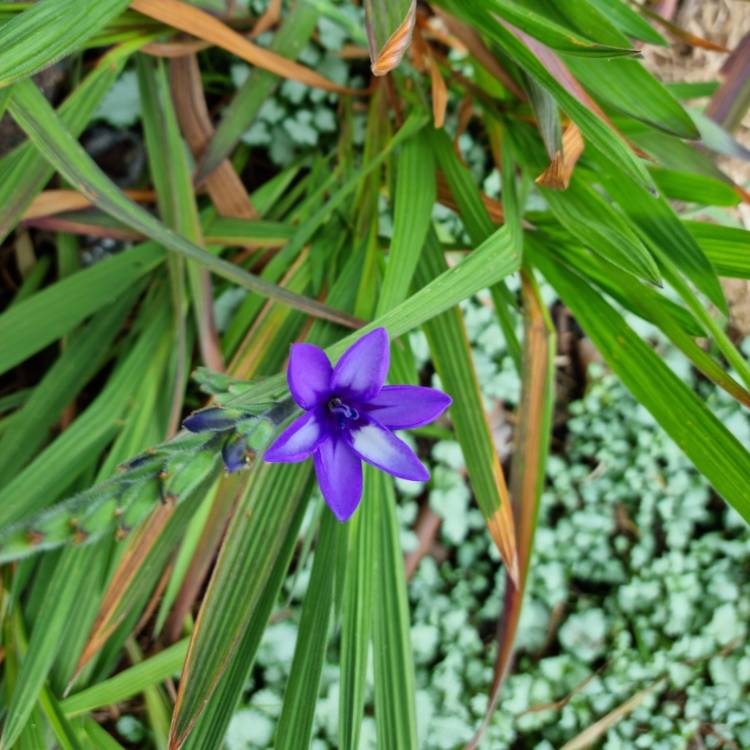 plant image 1525360 plant image 1525360