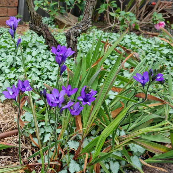 plant image 1529255 plant image 1529255