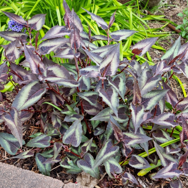 plant image 1529256 plant image 1529256