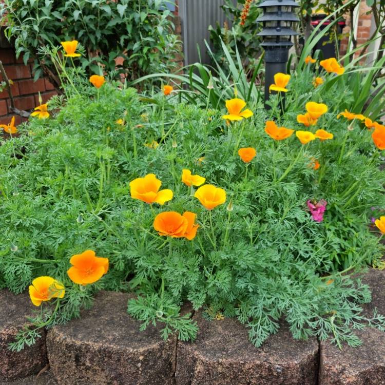 Plant image Eschscholzia californica