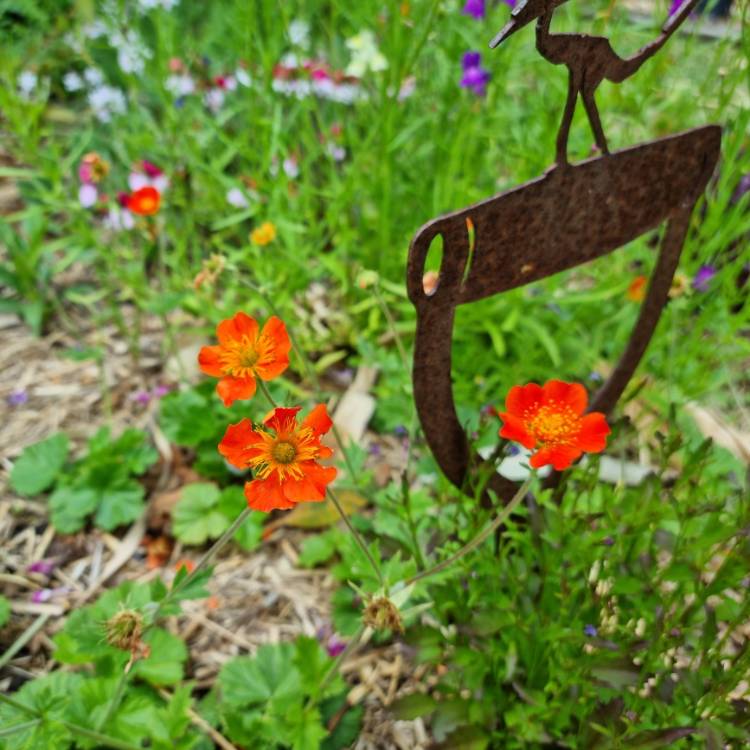 plant image 1536355 plant image 1536355