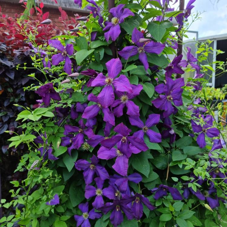 plant image 1542807 plant image 1542807