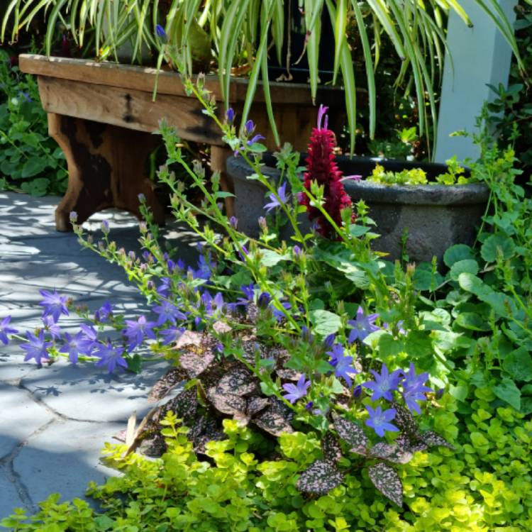 plant image 1543042