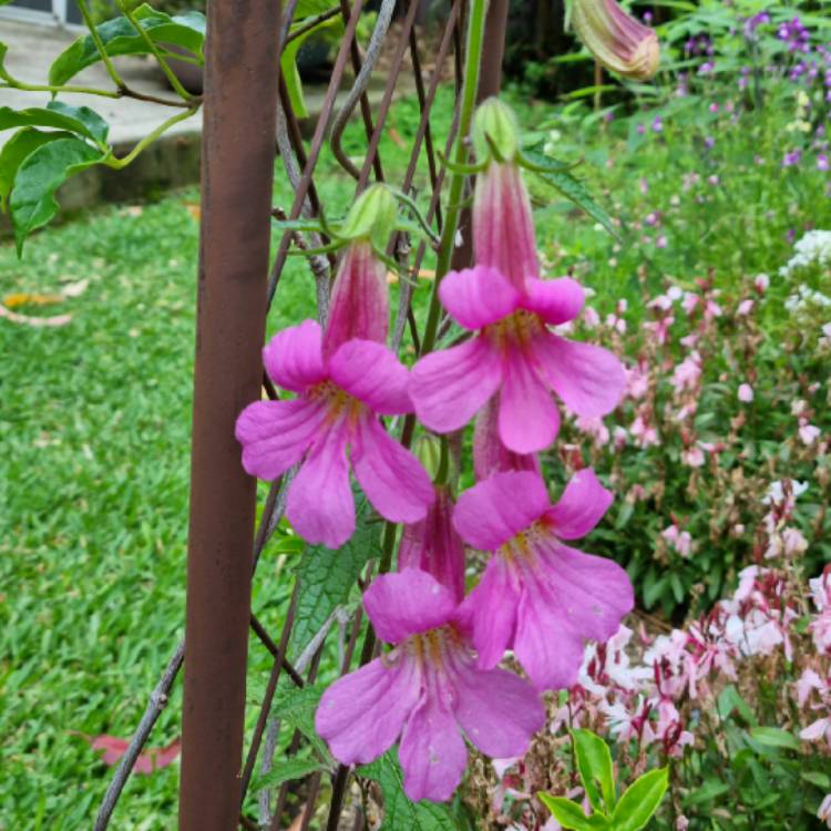 plant image 1546232 plant image 1546232
