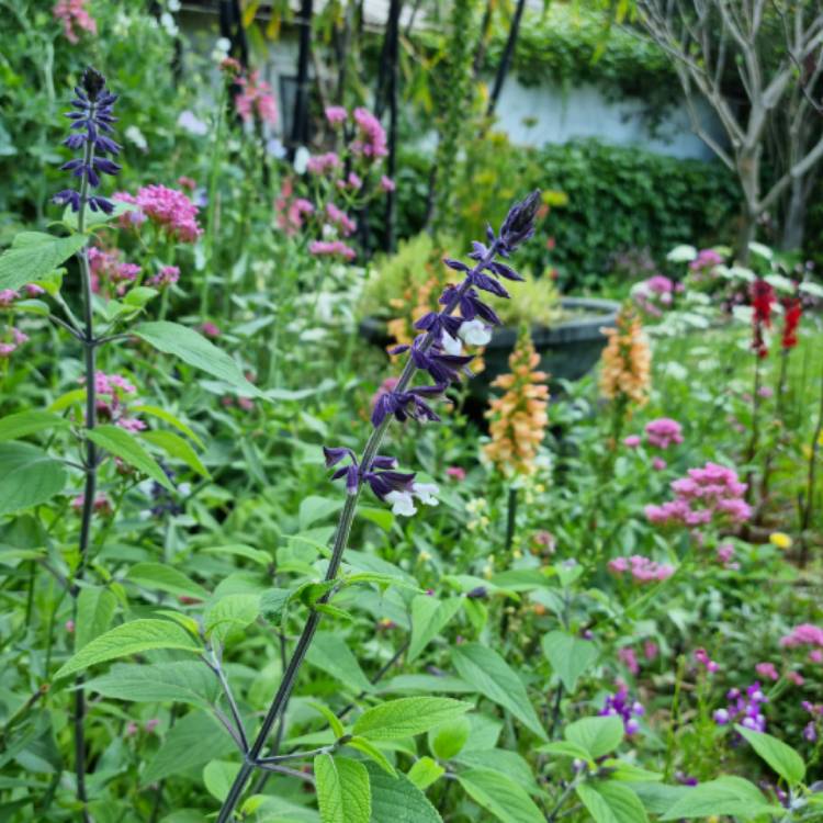 plant image 1546868 plant image 1546868