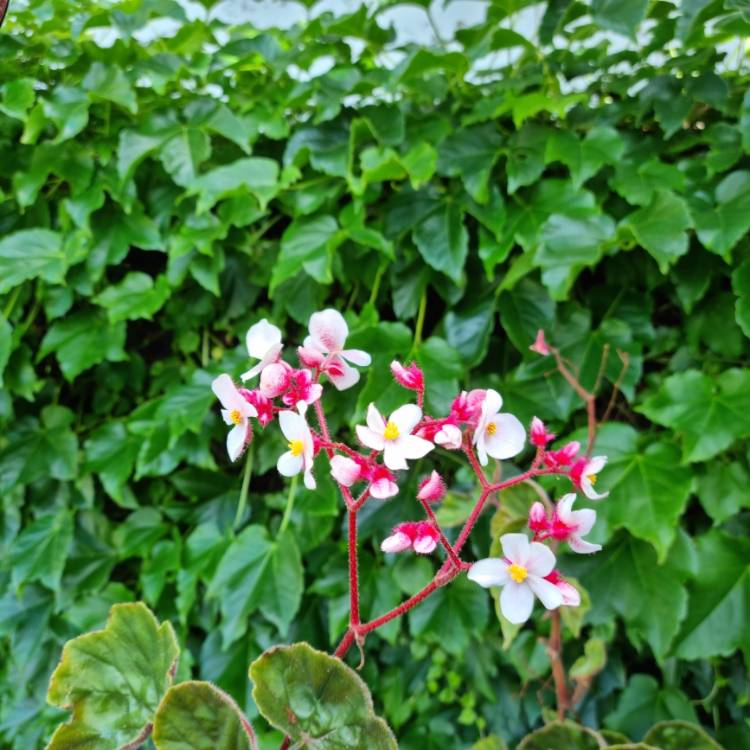 plant image 1546869 plant image 1546869