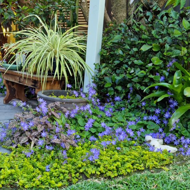 plant image 1548807