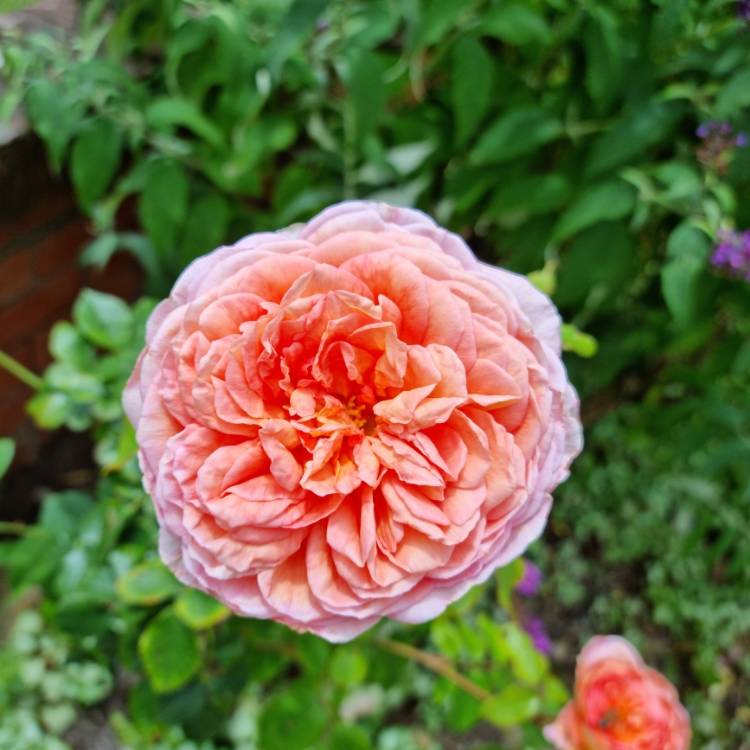 plant image 1549553