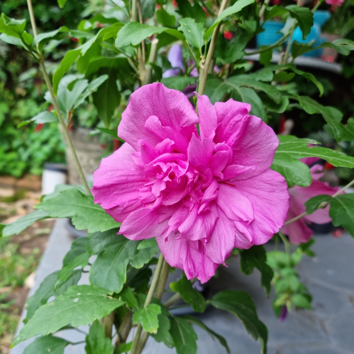 Plant image Hibiscus syriacus 'Pink Chiffon'