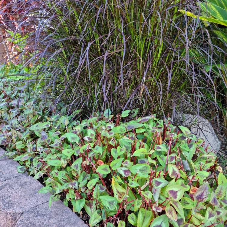 plant image 1552467 plant image 1552467