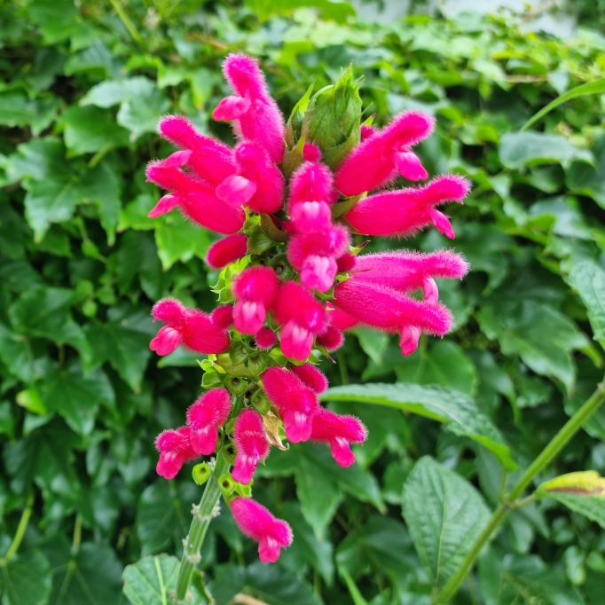 plant image 1552580 plant image 1552580