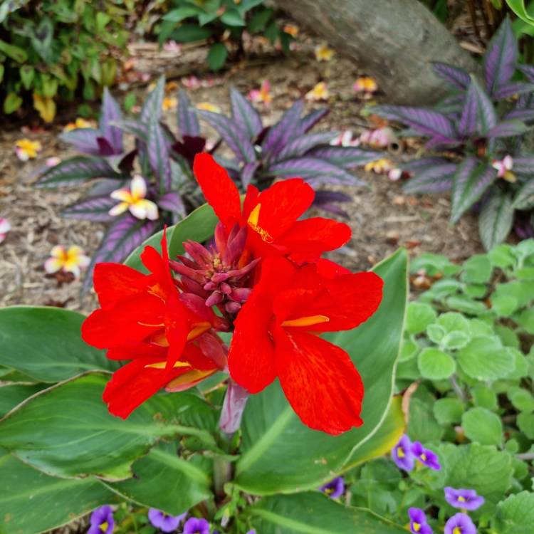 plant image 1555360 plant image 1555360