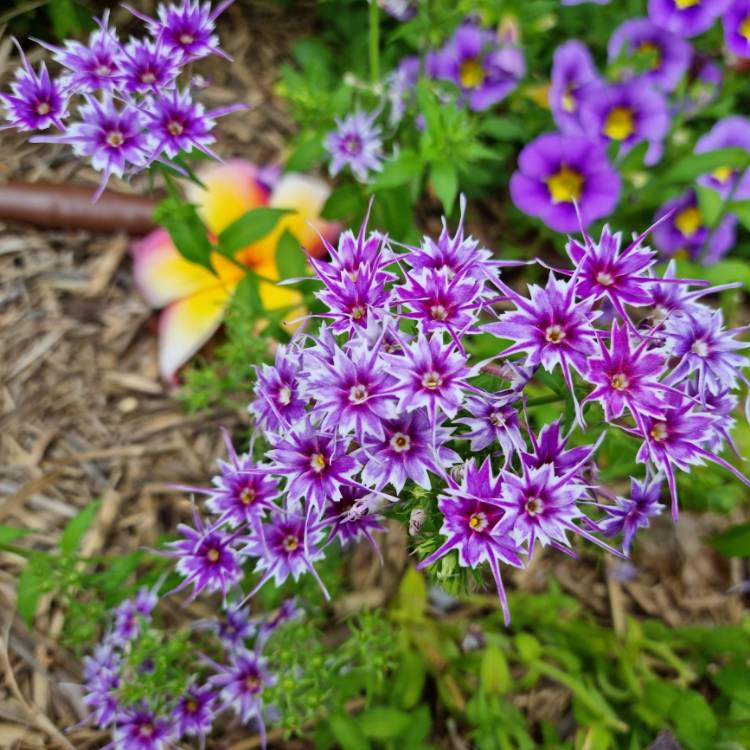 Plant image Phlox drummondii 'Popstars' (Mix)