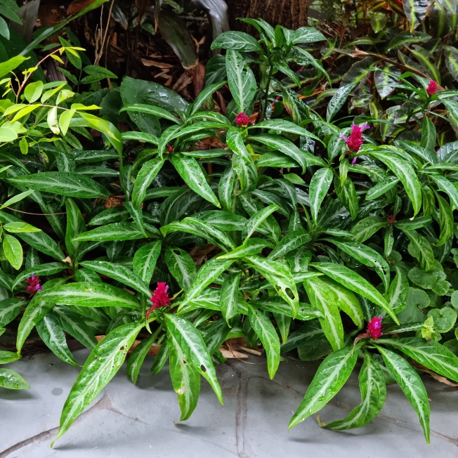 plant image 1559010 plant image 1559010