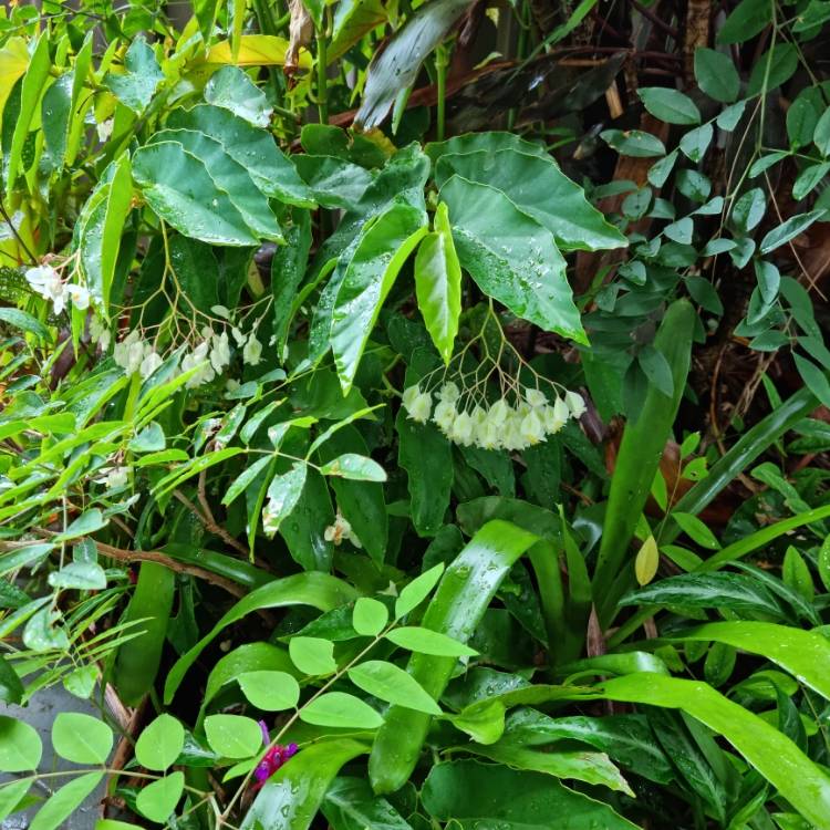 plant image 1559013 plant image 1559013