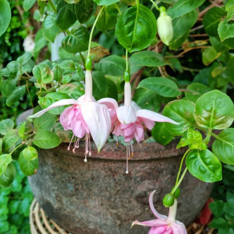 plant image 1559017 plant image 1559017