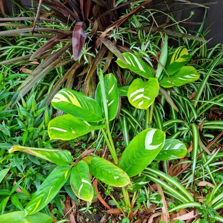 Plant image Ctenanthe lubbersiana 'Brazilian Snow'
