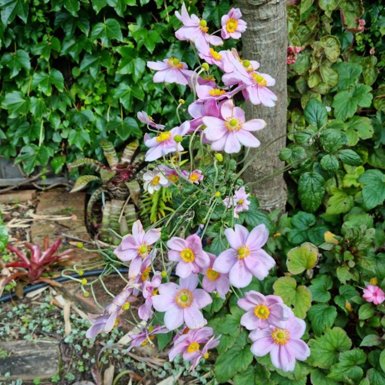 plant image 1575008 plant image 1575008