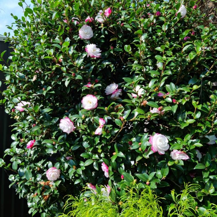 plant image 1575009 plant image 1575009