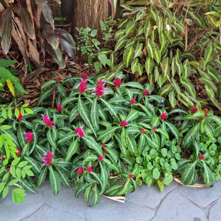 plant image 1624243 plant image 1624243