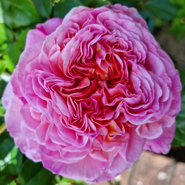 plant image 1632917
