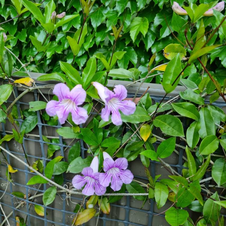 plant image 1633061 plant image 1633061