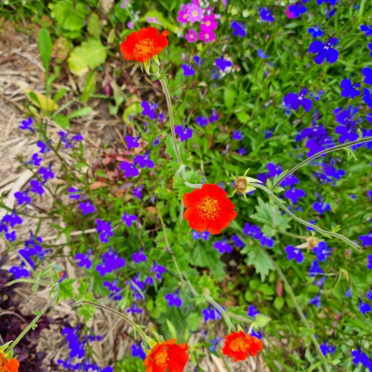 plant image 1633063 plant image 1633063