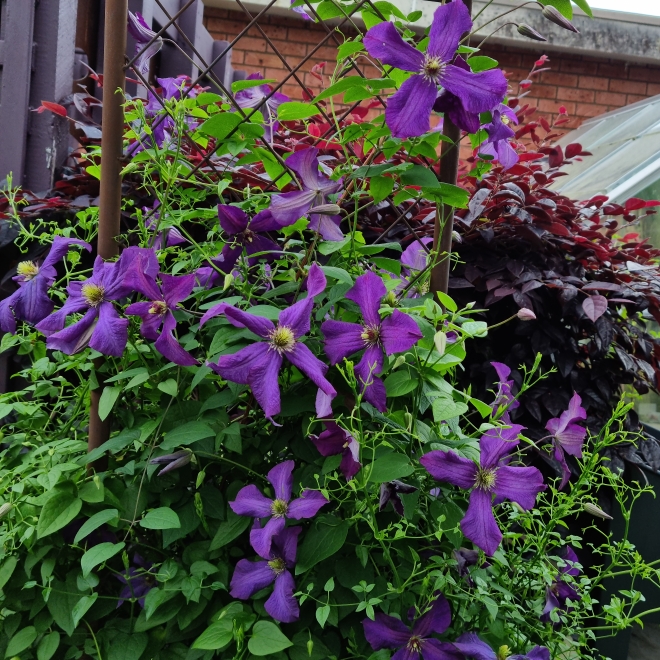 plant image 1634501 plant image 1634501